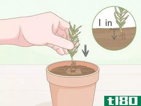 Image titled Grow Rosemary Indoors Step 7