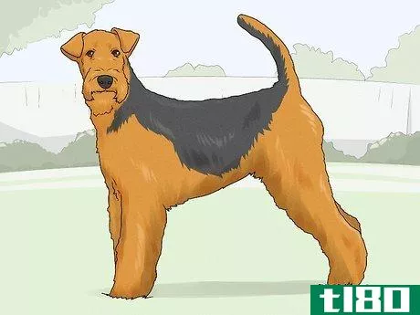 Image titled Identify an Airedale Terrier Step 7
