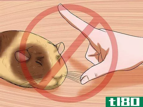 Image titled Get Your Guinea Pig to Stop Biting You Step 11
