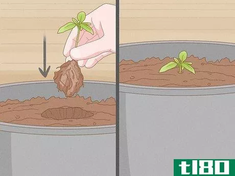 Image titled Grow Tomatoes in Pots Step 8