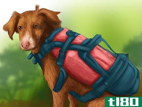 Image titled Keep Your Dog Safe on a Boat Ride Step 8