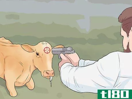 Image titled Humanely Euthanize a Cow Step 28