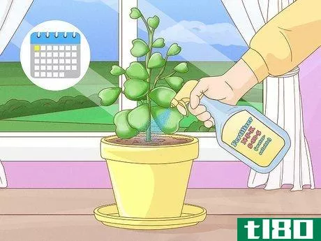 Image titled Get a Hoya Plant to Bloom Step 9