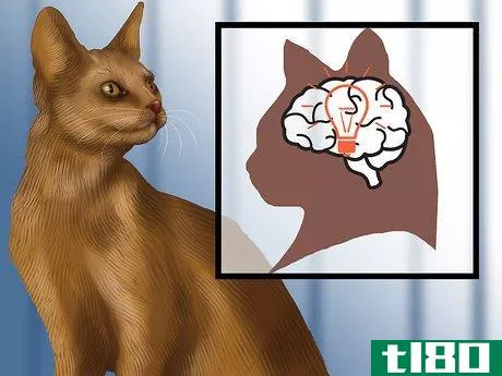 Image titled Identify an Abyssinian Cat Step 5