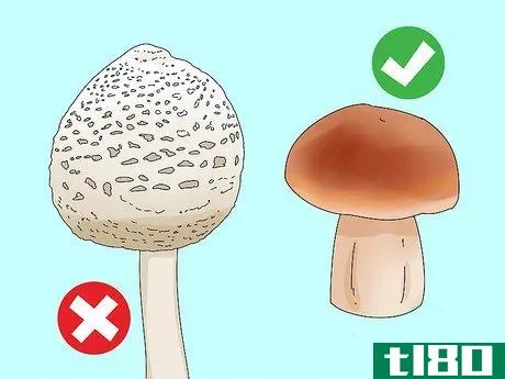Image titled Identify Edible Mushrooms Step 3