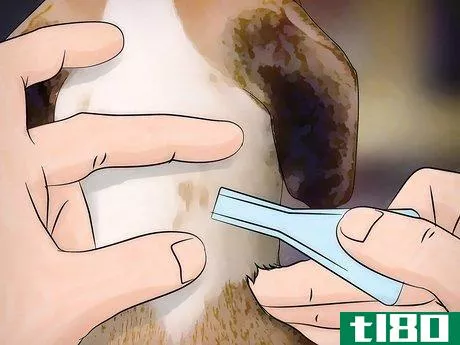 Image titled Get Rid of Dog Lice Step 7