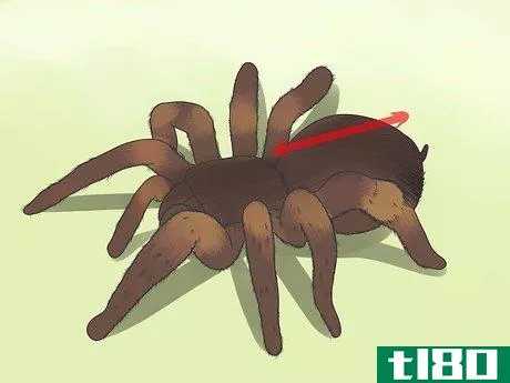 Image titled Identify a Tarantula Spider Step 4
