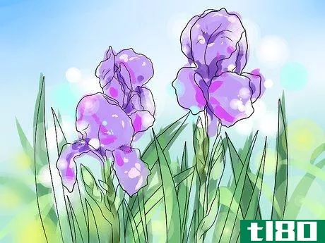 Image titled Get Irises to Bloom Step 8