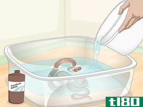 Image titled Get Rid of Mites on Snakes Step 3