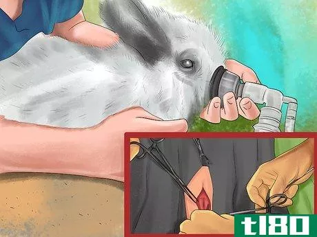 Image titled Get Rabbits Spayed or Neutered Step 9