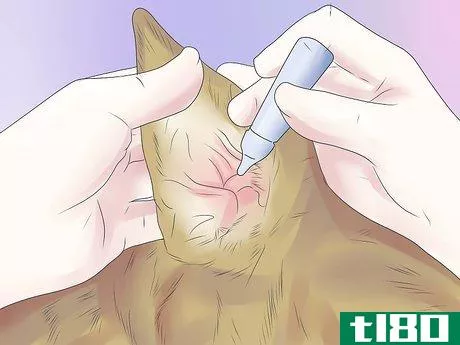 Image titled Remove Ear Mites from a Dog Step 4