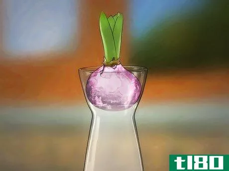 Image titled Grow a Hyacinth Bulb in Water Step 6