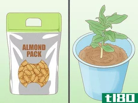 Image titled Grow Almonds Step 2