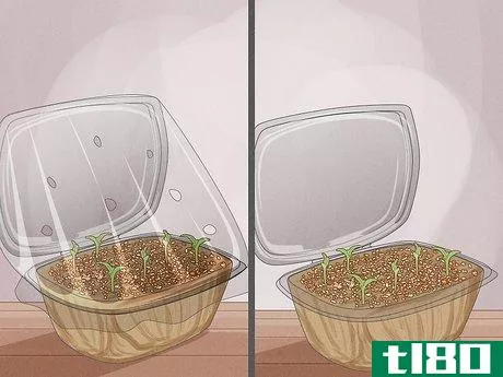 Image titled Grow Microgreens Step 13