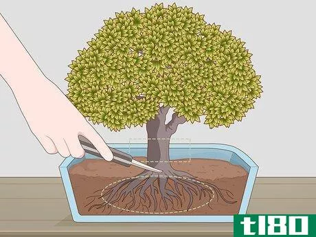 Image titled Grow and Care for a Bonsai Tree Step 3