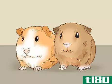 Image titled Get Your Guinea Pig to Eat a Treat Out of Your Hand Step 6