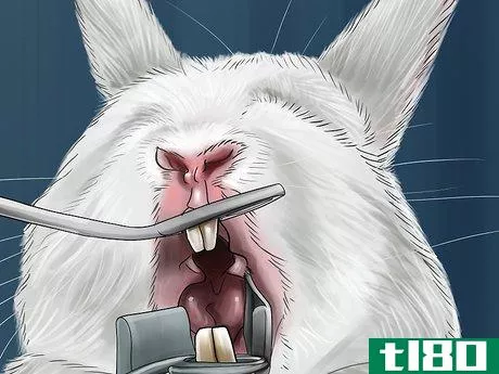 Image titled Handle Overgrown Teeth in Rabbits Step 5