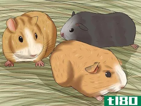 Image titled Introduce a New Guinea Pig to a Community Cage Step 10