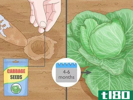 Image titled Harvest Cabbage Step 1