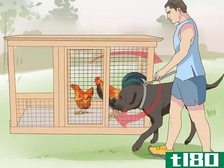 Image titled Introduce a Dog to Pet Chickens Step 5