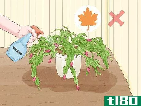 Image titled Get a Christmas Cactus to Bloom Step 10