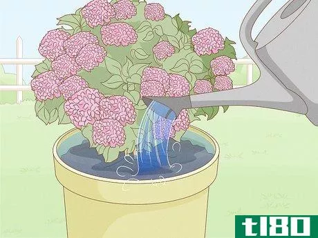 Image titled Grow Hydrangeas in a Pot Step 12
