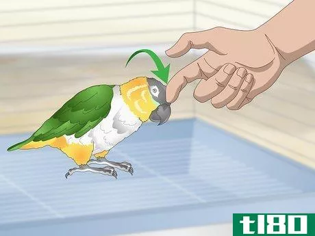 Image titled Handle Your Caique Parrot Step 3