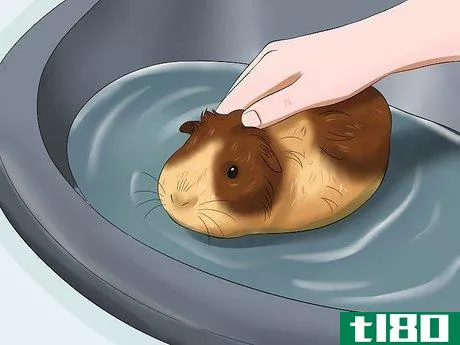 Image titled Get Your Guinea Pig to Trust You Step 9