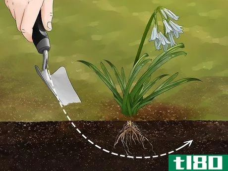 Image titled Get Rid of Onion Weed Step 4