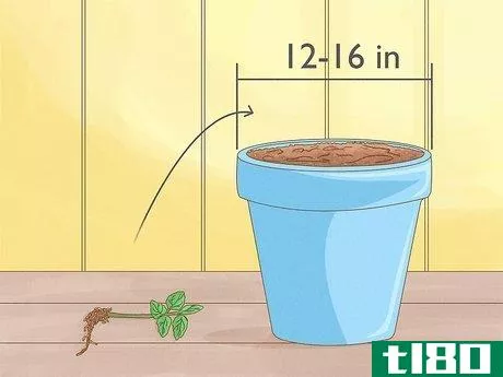 Image titled Grow Mint Step 5