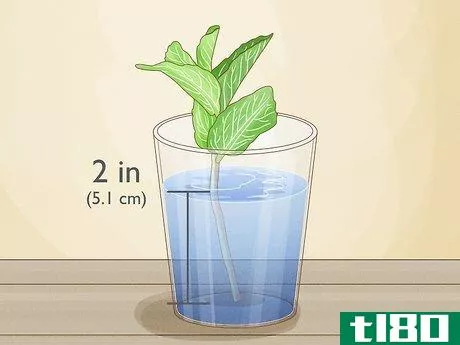 Image titled Grow Mint from Cuttings Step 3