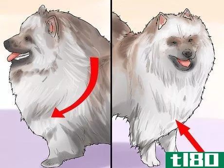 Image titled Identify a Keeshond Step 6