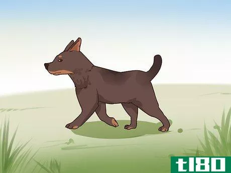 Image titled Improve Your Dog's Show Ring Gait Step 6