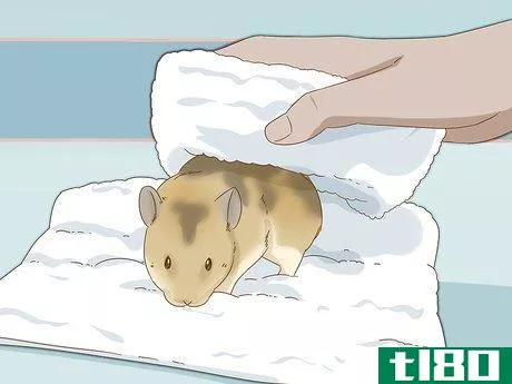 Image titled Give Your Hamster a Bath Step 15