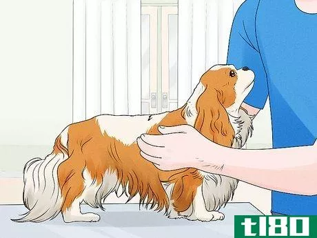 Image titled Identify a Cavalier King Charles Spaniel Step 6