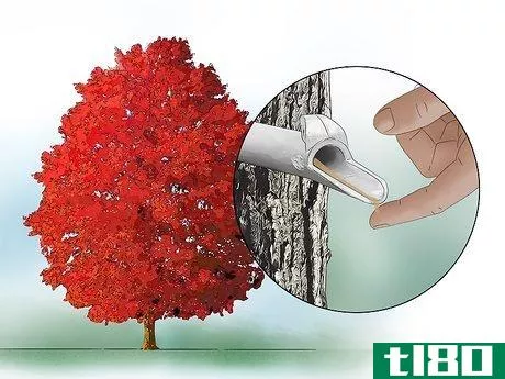 Image titled Identify Common Species of Maple Trees Step 15