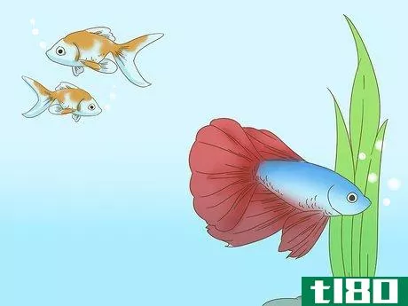 Image titled Grow a Bond With Your Betta Fish Step 3