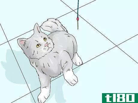 Image titled Identify a Siberian Cat Step 7