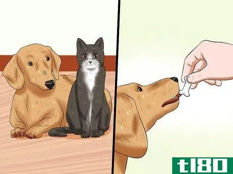 Image titled Introduce an Older Cat to a New Dog Step 11