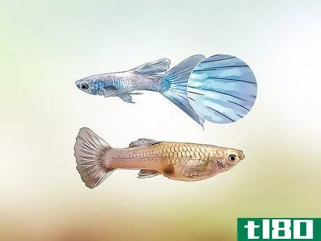 Image titled Identify Male and Female Guppies Step 3