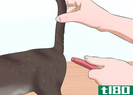 Image titled Give a Cat an Enema at Home Step 9