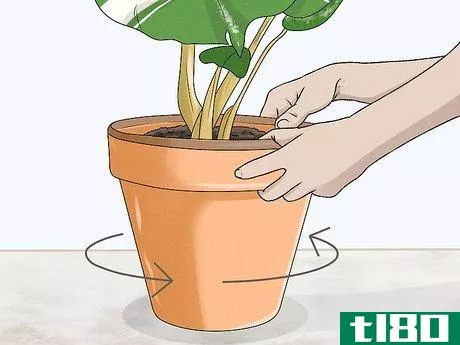 Image titled Grow Variegated Monstera Step 10