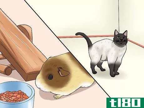 Image titled Keep Guinea Pigs when You Have Cats Step 3