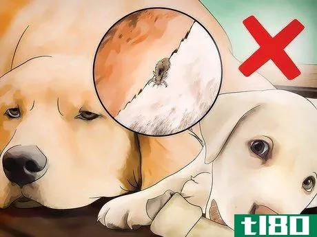 Image titled Get Rid of Dog Lice Step 8