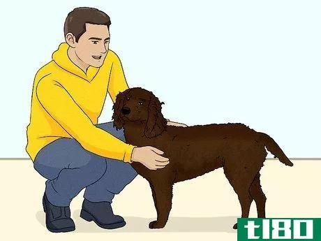 Image titled Identify an American Water Spaniel Step 6