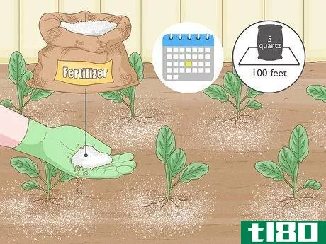 Image titled Grow Cauliflower Step 10