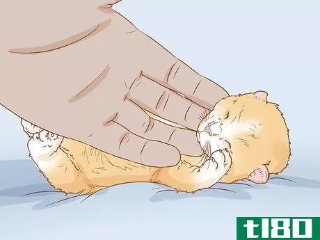 Image titled Get a Kitten to Fall Asleep Step 10
