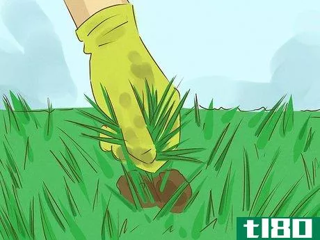 Image titled Kill Bermuda Grass Step 1