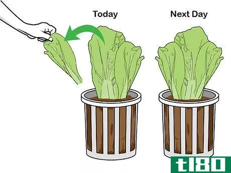 Image titled Grow Hydroponic Lettuce Step 15