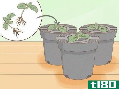 Image titled Grow Plants Using Hydroponics Step 9